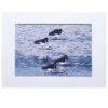 Oystercatchers Art Print