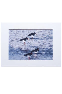 Oystercatchers Art Print