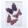 Scarlet Butterflies Print