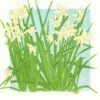 Daffodils Screenprint