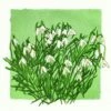Snowdrop Screenprint