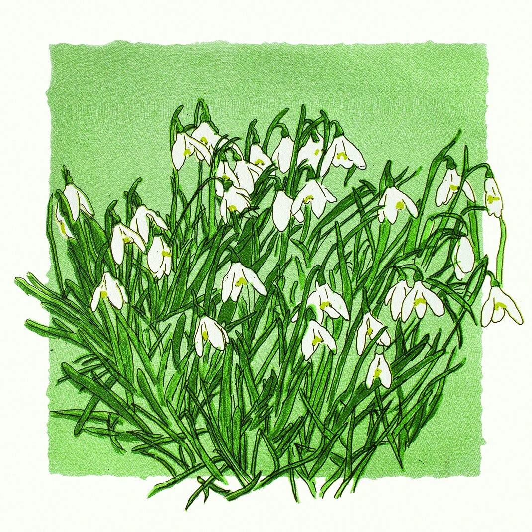 Snowdrop Screenprint 1 Snowdrop Screenprint