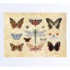 Entomology I – Insect Art Print