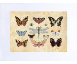 Entomology I – Insect Art Print