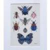 Entomology II – Beetles And Butterflies Mounted Print