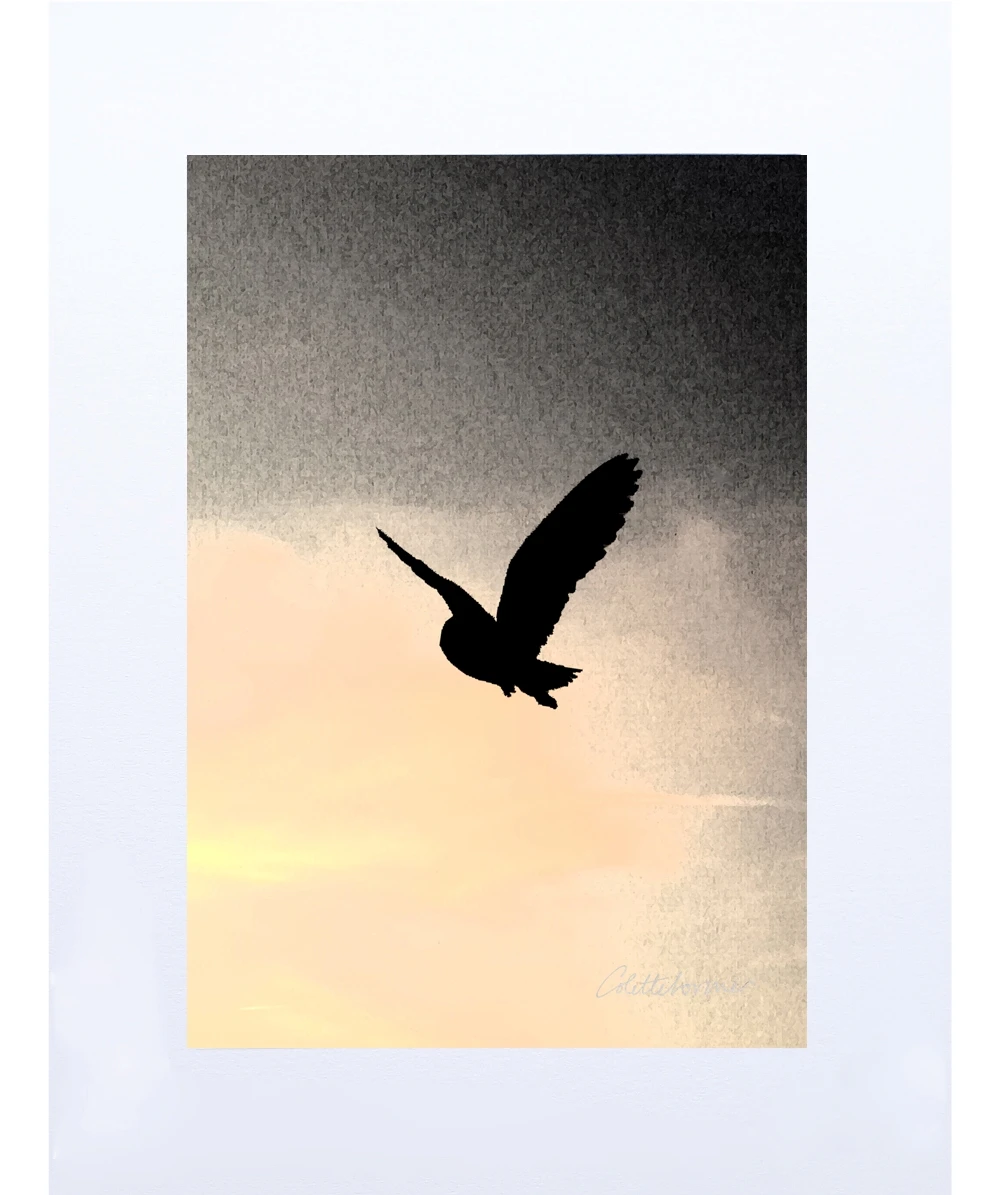 Toulouse Night Sky – Owl Art Print 1 Toulouse Night Sky – Owl Art Print