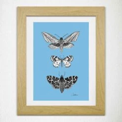 Moths On Blue Print -Household Decoration Shop Canvasbutterfly moths on blue mounted