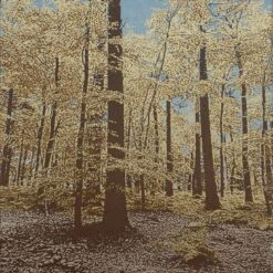 English Beech Trees Limited Edition Screen Print