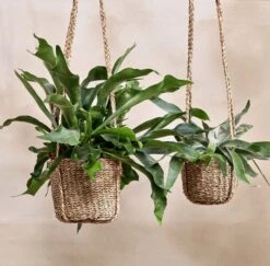 Sangdi Seagrass Hanging Planter