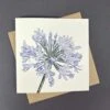 Agapanthus Card