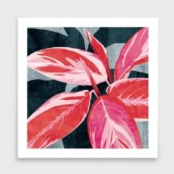 Stromanthe Triostar Art Print