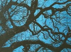 Starry Night Screen Print