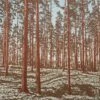 Swedish Pines Limited Edition Screen Print