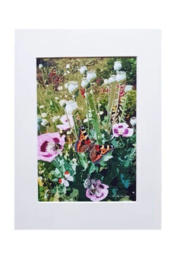 Allotment Garden Poppies Print