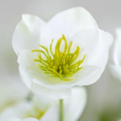 Faux Hellebore Spray – White -Household Decoration Shop hellebore grand illusions detail white
