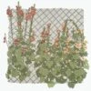Hollyhocks Screenprint