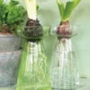 Hyacinth Vase Spring Green