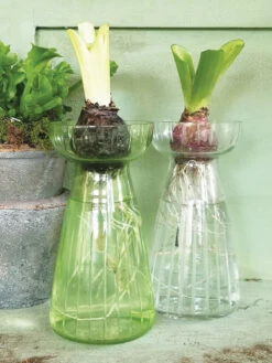 Hyacinth Vase Spring Green