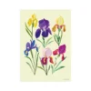 Irises Art Print – A4