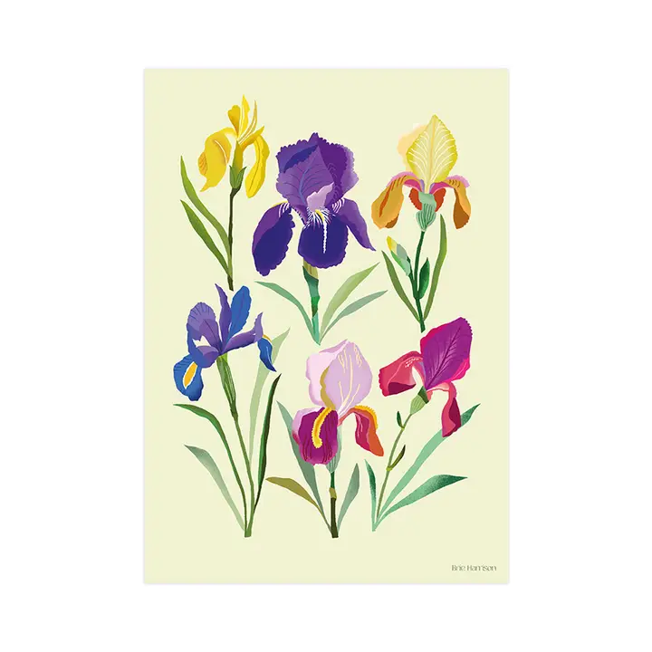 Irises Art Print – A4 1 Irises Art Print – A4
