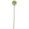Single White Allium