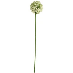 Single White Allium