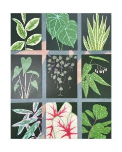 Houseplant Postcard Pack – Set Of 9 Postcards 9 Houseplant Postcard Pack – Set Of 9 Postcards -Household Decoration Shop stengun drawings houseplants 8 1000x1248 all designs