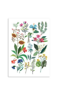 A3 Summer Plant Study Art Print